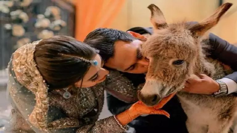 ‘मुझे जानवर बहुत पसंद हैं’: पाकिस्तानी यूट्यूबर अज़लान शाह ने नई-नवेली बीवी को तोहफे में दिया गदहे का बच्चा