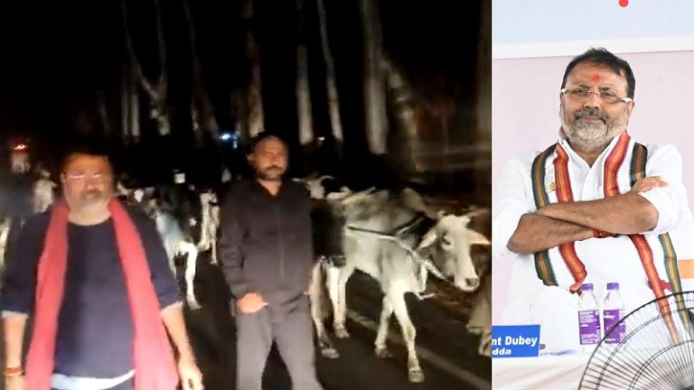 गायों को ले जा रहे थे तस्कर, BJP सांसद ने कहा- 10 हजार को बचाया; Video भी दिखाया: झारखंड पुलिस बोली- गायों की संख्या 100-200 ही