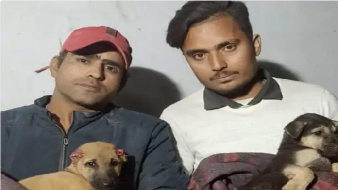 शराबी पिल्ला कान काटा