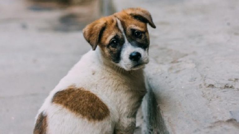 एक का घोंटा गला, दूसरे को मारकर पेड़ से लटकाया: दिल्ली के द्वारका में 2 पिल्लों की बेरहमी से हत्या, शिकायत दर्ज