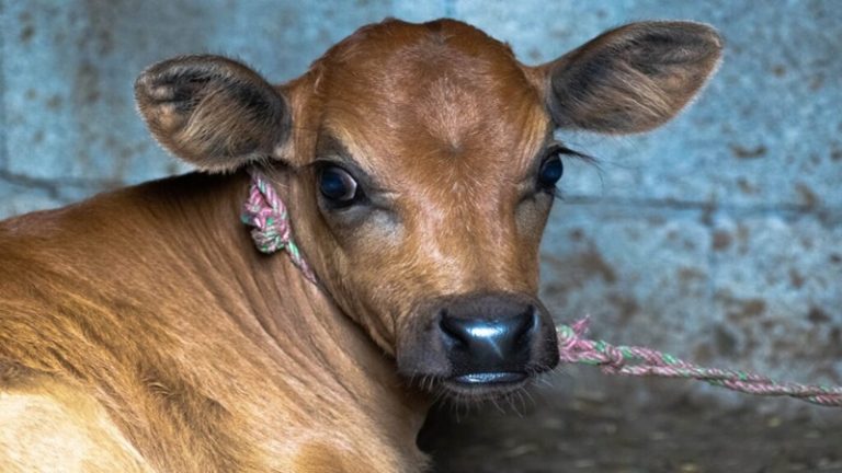 बछड़े के साथ रेप करते रंगे हाथ पकड़ा गया इम्तियाज हुसैन मियां, मस्जिद से सटे खेत में चरने के लिए छोड़ चला गया था मालिक: कर्नाटक की घटना