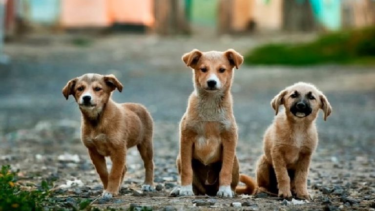 खेल रहे कुत्तों के बच्चों पर सलमान ने चढ़ा दी कार, पीछे भागती रही माँ: 2 की मौत और 1 की टूट गई टाँग, CCTV वीडियो सामने आने के बाद पुलिस कर रही तलाश
