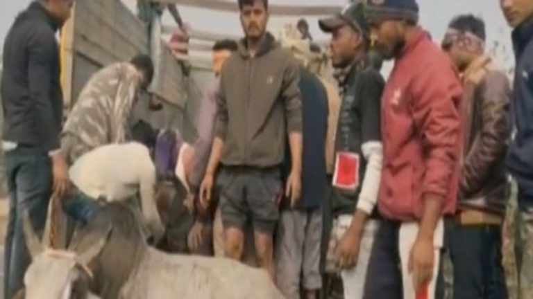 48 गोवंश तस्करों के चंगुल से बचे, बंगाल भेजे जा रहे थे: झारखंड में एक सप्ताह के भीतर दूसरी ऐसी घटना, नहीं थम रही गो-तस्करी