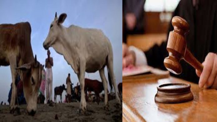 गुजरात तापी अदालत गोहत्या