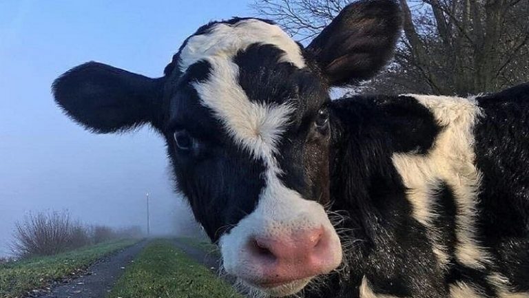 COW HUG DAY: पशु कल्याण बोर्ड ने गाय को गले लगाने वाली अपील ली वापस