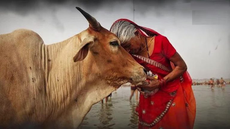 COW HUG DAY: 14 फरवरी को लगाएँ गाय को गले, भारतीय संस्कृति को बढ़ावा देने के लिए AWBI की पहल
