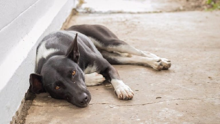 कुत्ते को पीट-पीटकर मारा, लाश गायब की: ग्रेटर नोएडा में सोसायटी गार्डों और RWA सदस्यों के खिलाफ केस दर्ज