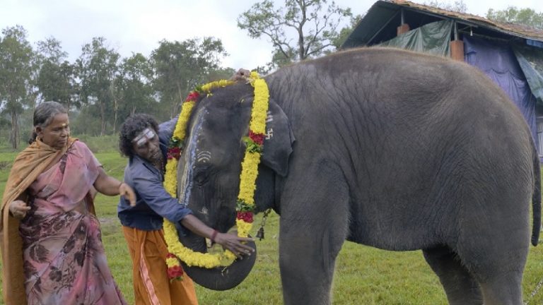 जनजातीय समाज का महावत, जो मंदिर का पुजारी भी है… ‘आर्य-द्रविड़’ करने वालों को रास नहीं आएगी ये ऑस्कर विजेता फिल्म, यहाँ हाथी लेते हैं भगवान गणेश से आशीर्वाद