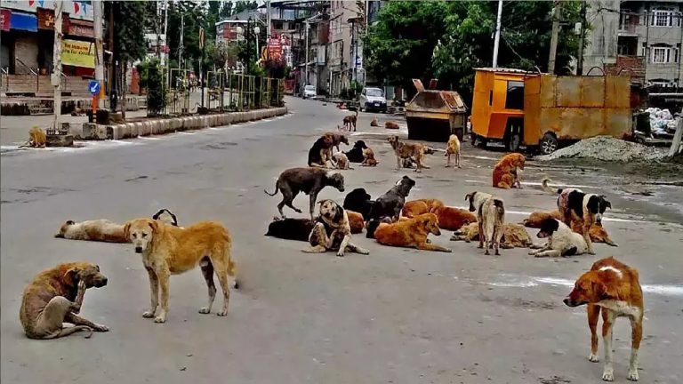 बिस्तर पर सो रही थी 18 माह की मासूम: मुँह में दबा कर उठा ले गए कुत्ते, नोच-नोच कर मार डाला
