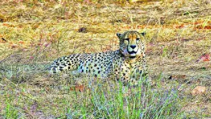 कूनो नेशनल पार्क, चीता मौत
