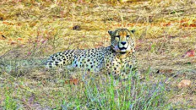 कूनो नेशनल पार्क में एक और चीते की मौत, मादा चीता साशा के बाद अब नर चीता उदय बीमारी के बाद चल बसा, वन प्रशासन ने बताया – 1 दिन पहले ठीक दिख रहा था