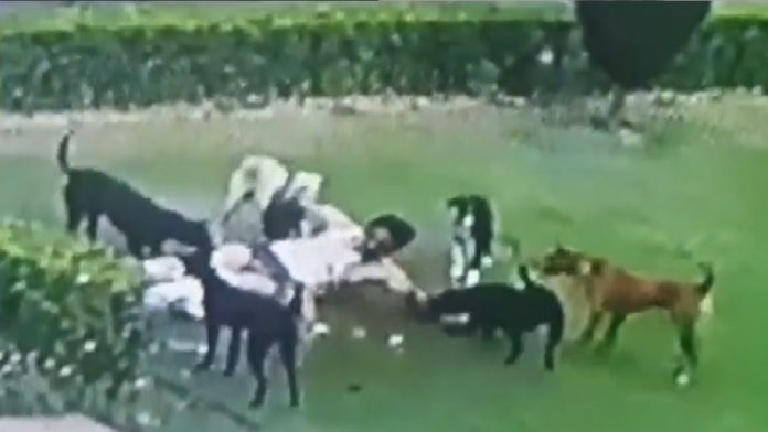 अलीगढ़ यूनिवर्सिटी कुत्ता हमला