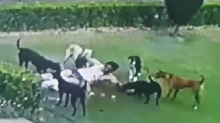 AMU के पार्क में मॉर्निंग वॉक कर रहा था सफ़दर अली, कुत्तों ने मार डाला: हाथ-पैर-पेट सब जगह नोचा, 10-12 की संख्या में थे