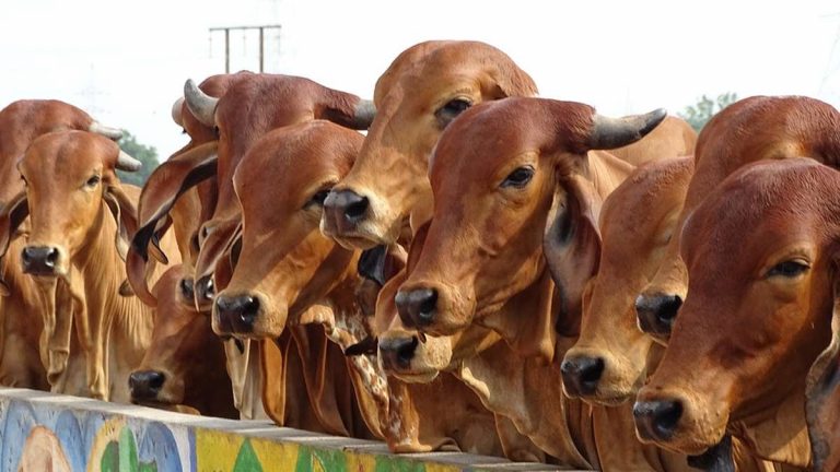 18000 गायों की झुलसकर मौत, ₹3 अरब का नुकसान: अमेरिका के सबसे बड़े डेयरी फार्म में भीषण हादसा, जिंदा बचीं सिर्फ 10% गायें