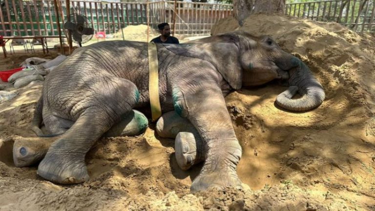 हथिनी नूरजहाँ की मौत, 9 दिन तक जमीन पर पड़ी रही: पाकिस्तान सरकार पर बरसे मुल्क के ही लोग, कहा – आप तय करते रहो कौन मुस्लिम और कौन नहीं