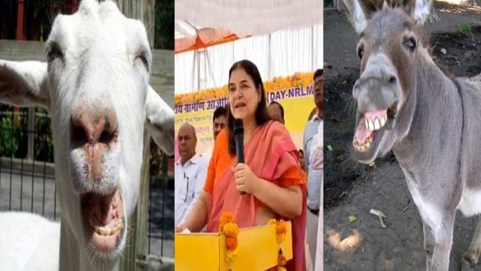 मेनका गाँधी बकरा गधा
