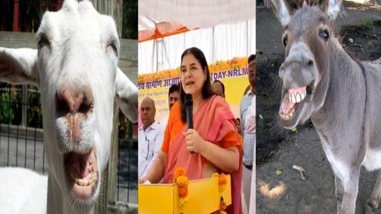 अलीगढ़ में कम हुए बकरा-बकरी, AMU करेगा स्टडी: मेनका गाँधी गधों की कम होती संख्या से चिंतित, कहा- औरत के शरीर को सुंदर रखता है गधी के दूध से बना साबुन