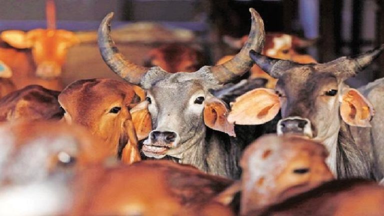 3 गायों पर धारदार हथियार से हमला, मालिक की शिकायत पर दिल्ली पुलिस ने दर्ज किया मामला: VHP बोली – हिन्दुओं को चिढ़ाने के लिए जानबूझकर कर रहे ऐसा