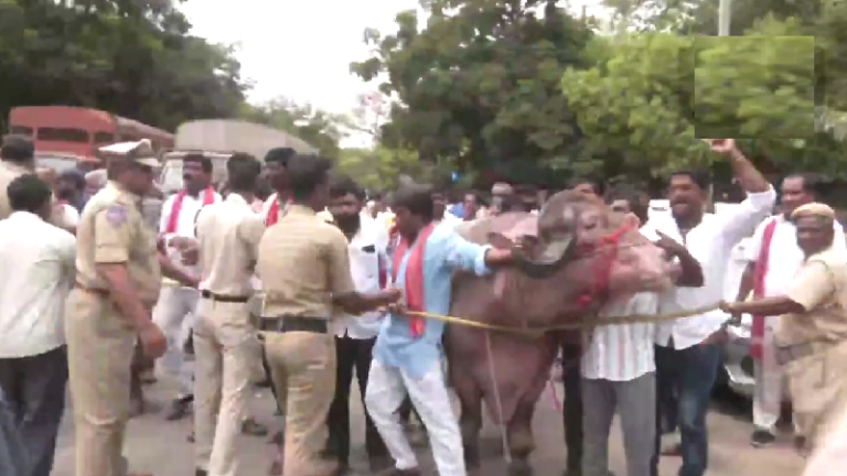 भैंस लेकर हैदराबाद की सड़क पर उतरा यादव समाज, तेलंगाना कॉन्ग्रेस अध्यक्ष का विरोध: कहा- माफी माँगे नहीं तो दिल्ली में पार्टी मुख्यालय का करेंगे घेराव
