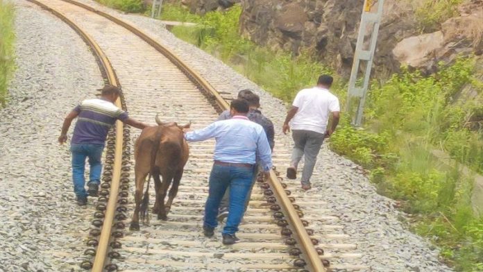वंदे भारत के ट्रैक से गाय हटाते रेलकर्मी