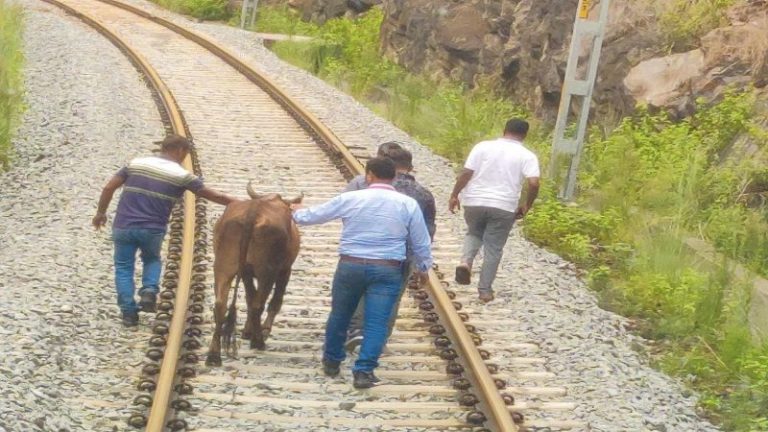 आगे-आगे गाय और पीछे-पीछे वंदे भारत एक्सप्रेस: पटना-राँची रूट पर अंतिम ट्रायल के दौरान लगाना पड़ा इमरजेंसी ब्रेक, 15 मिनट तक ट्रैक पर चलती रही गाय