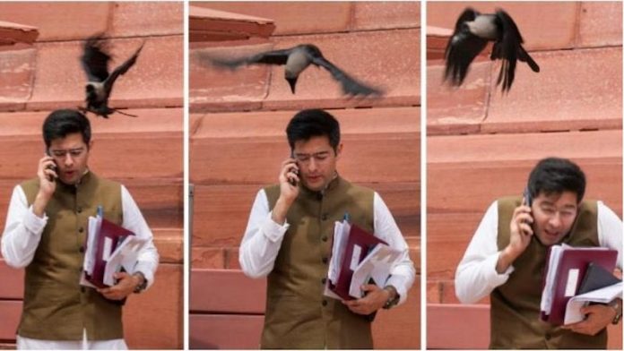 राघव चड्ढा, कौवा, हमला, AAP