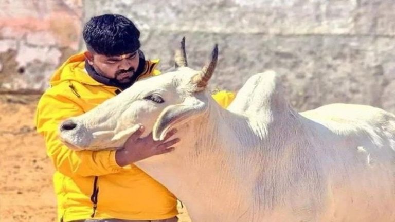 हरियाणा पुलिस की हिरासत में गोरक्षक मोनू मानेसर, सोशल मीडिया पोस्ट को लेकर गिरफ्तारी: नासिर-जुनैद केस में राजस्थान पुलिस को सौंपने की तैयारी