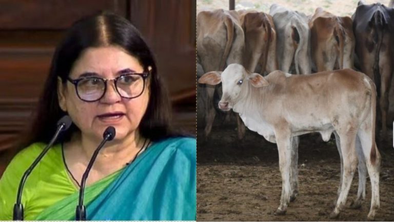 ‘ये सबसे बड़े फ्रॉड, कसाइयों को बेचते हैं गाय’: मेनका गाँधी के आरोपों को इस्कॉन ने बताया झूठा, कहा- वे जीवनभर हमारी गोशाला में रहते हैं