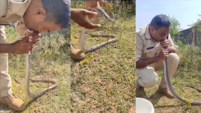 साँप को हाथों में उठाया, कान से सटाया, मुँह पकड़कर देने लगा साँस… मध्य प्रदेश के कॉन्स्टेबल का देखिए Video, दावा- कीटनाशक से बेहोश था, CPR देकर बचाई जान