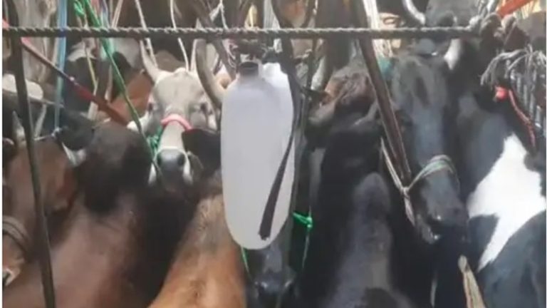 गौ तस्करों ने कंटेनर में ठूँस-ठूँस कर भरे 110 गोवंश, 32 की जान निकली: झारखंड में फैज, सलाउद्दीन समेत 8 गिरफ्तार, गाड़ी लेकर जा रहे थे बंगाल