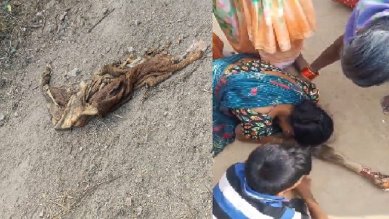 गर्भवती गाय की हत्या से उबला तेलंगाना: घर के बाहर बँधी थी, काटकर खाल और पैर फेंक दिया, सद्दाम सहित तीन हिरासत में