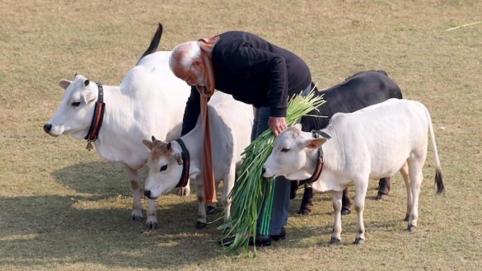 पुन्गनूर गाय, प्रधानमंत्री नरेंद्र मोदी