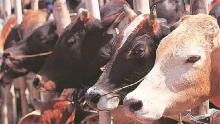दरगाह के पास से गुजर रहीं 2 गायों पर डाल दिया तेजाब, एक की हालत गंभीर: गुजरात पुलिस ने 5 मुस्लिम नाबालिगों को पकड़ा, फिर भेजा बाल सुधार गृह