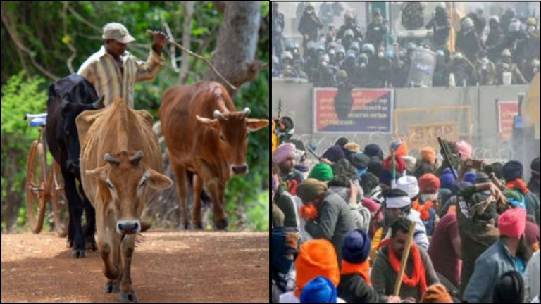 ‘क्या गाय पर भी गोली चलाएगी सरकार’: गोधन को ढाल बनाकर हरियाणा में घुसने का प्लान बना रहे ‘किसान’, रिपोर्ट में दावा