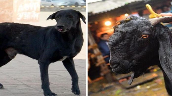 ओडिशा महिला बदला जहर