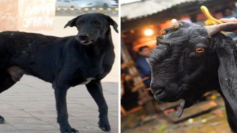 25 कौआ, 20 कुत्ता, 3 बिल्ली… बकरी की मौत का बदला महिला ने 50 पशु-पक्षियों को मारकर लिया, सबको जहर खिलाया
