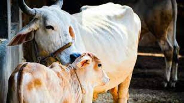 हर महीने काट रहे थे 600 गाय, 50 गाँवों में गोमांस की होम डिलीवरी: बीफ मंडी के खुलासे के बाद पूरा थाना लाइन हाजिर, व्हाट्सएप ग्रुप से चल रहा था धंधा