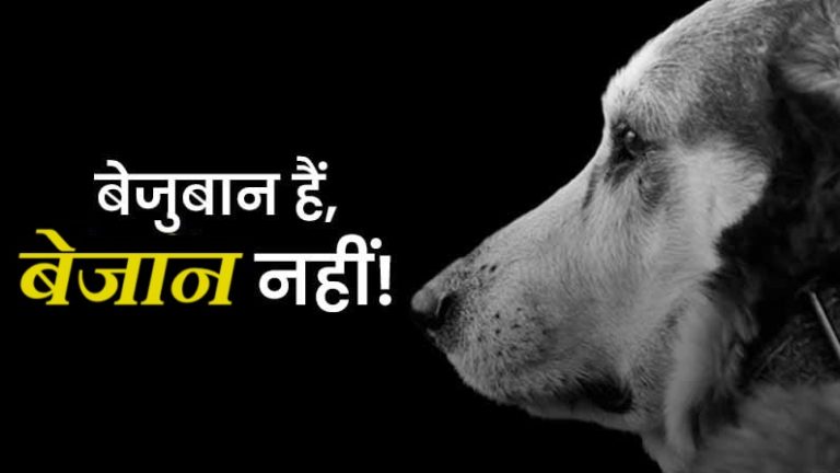 चेहरे पर नकाब, कार से उतरे… गोली मार 21 कुत्तों की हत्या: तेलंगाना पुलिस कर रही जाँच, 5 घायल भी