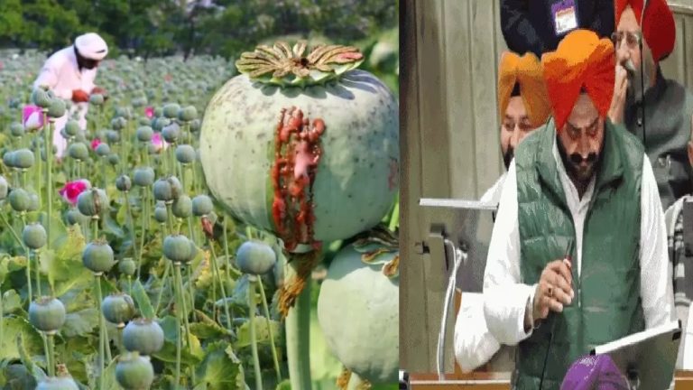 पंजाब में सबको मिले ‘शुद्ध’ नशा… अफीम और पोस्त की खेती का लाइसेंस दे सरकार: AAP विधायक ने बताया ‘जीवन-रक्षक’