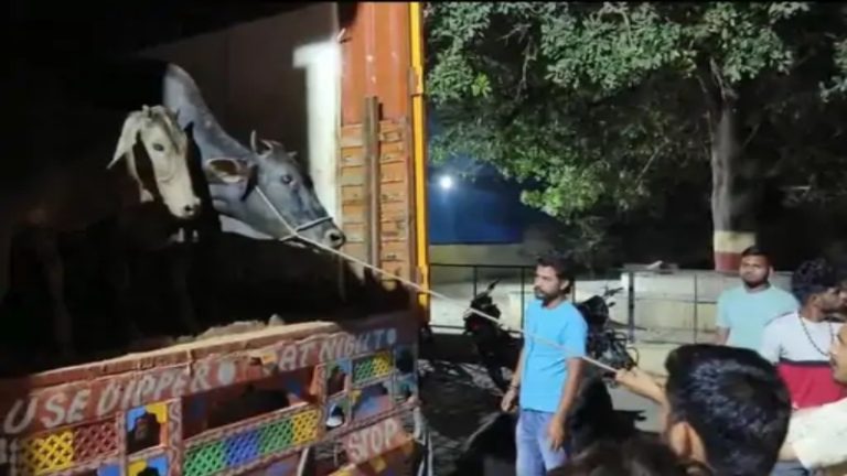 मथुरा में पुलिस और गौरक्षकों ने तस्करों से बचाए 24 गोवंश, एक दिन पहले ही मुठभेड़ में पुलिस ने हनीफ-इरशाद और जाहिद को पकड़ा था
