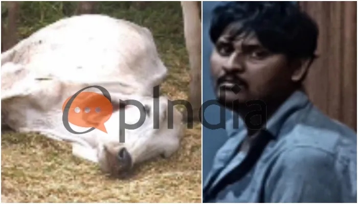 ईद से पहले गोहत्या कर रहा था नईम कुरैशी, मुंबई पुलिस ने पकड़ा: 2 साथी भागने में हुए कामयाब, चाकू और मवेशी का खून-खाल बरामद