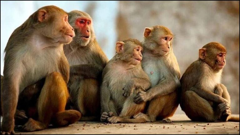 जिस टंकी से 50 परिवारों को मिल रहा था पीने का पानी, उसमें 20 बंदर मरे मिले: लाश देखते ही बंदरों ने किया हमला, तेलंगाना की घटना