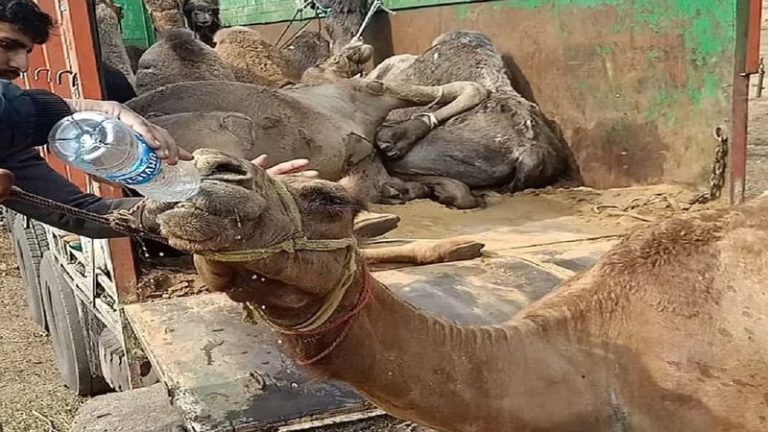 बकरीद से पहले एक ट्रक में ठूँसे थे 19 ऊँट, गोपालगंज में बरामद: मेवात के जुनैद, साहिल सहित 4 तस्कर गिरफ्तार
