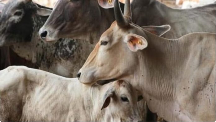 गोवंश की सांकेतिक तस्वीर
