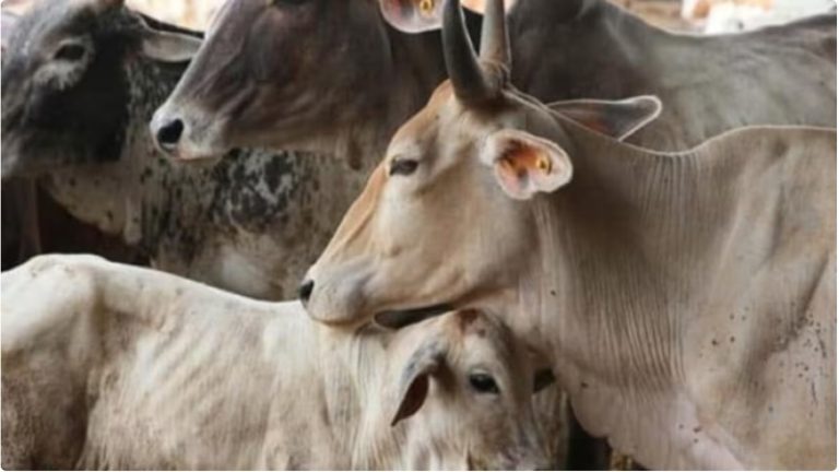 मध्य प्रदेश में गोवंश के 50 शव मिले, कई के कटे हुए थे सिर: गोतस्करों के खिलाफ कार्रवाई के बाद हत्या कर वैनगंगा में फेंके जाने की आशंका