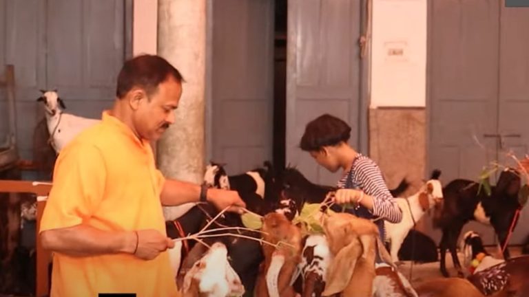 पुरानी दिल्ली में 127 बकरों को जैन समाज ने कटने से बचाया, ₹11 लाख खर्च कर खरीदे: जीवन भर देखभाल का भी किया प्रबंध