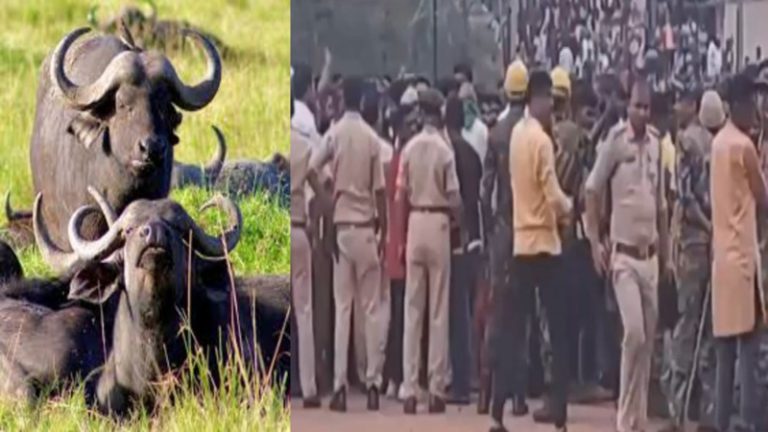 ‘बिजली चोरों ने बिछाए तार, झारखंड में 2 भैंसों की मौत’: शवों को निकाल रहे लोगों पर मुस्लिम भीड़ ने बोला हमला, कहा – हिन्दुओं से खाली कराई जाएँ जमीनें