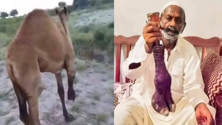 खेत में घुसी ऊँट को जमींदार ने काट डाली उसकी टाँग, रोता-चीखता रहा निरीह पशु: डरावनी तस्वीरें वायरल, फिर भी पुलिस ने अज्ञातों पर किया मुकदमा