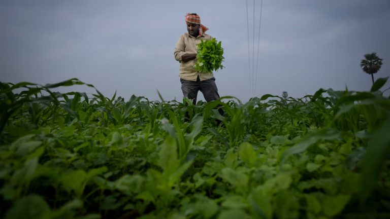 नेचुरल फार्मिंग क्या है, बजट में क्यों इसे 1 करोड़ किसानों से जोड़ने का ऐलान: गोबर-गोमूत्र के इस्तेमाल से बढ़ेगी किसानों की आय