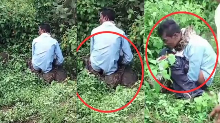 शौच के लिए बाहर गए व्यक्ति को निगलने लगा अजगर, कुल्हाड़ी से काटकर ग्रामीणों ने बचाया: जबलपुर की हैरतअंगेज घटना का वीडियो वायरल